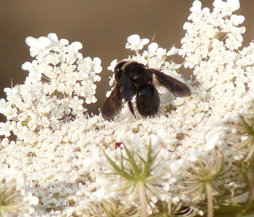 Andrena morio F (Apidae Andreninae)